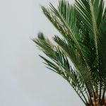 palma domowa w doniczce